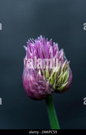 Fiore di erba cipollina Foto Stock