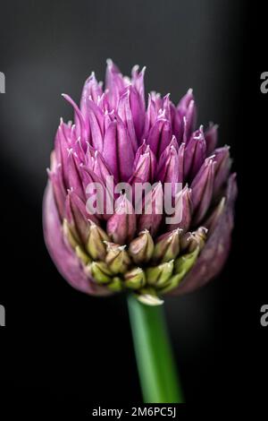 Fiore di erba cipollina Foto Stock