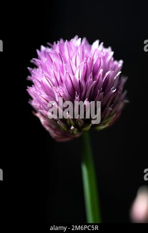 Fiore di erba cipollina Foto Stock