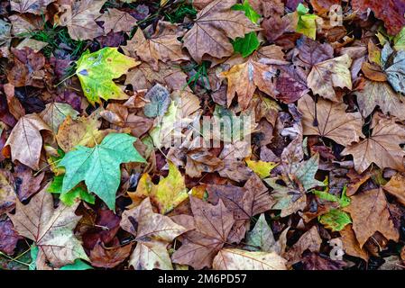 Primo piano di coloratissime foglie autunnali cadute che creano modelli e forme astratte Foto Stock