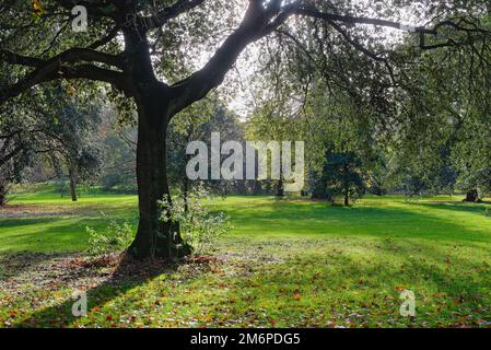 I boschi dei Royal Botanical Gardens si spennellano con la luce del sole che crea una luce spettacolare in un giorno d'inverno, Londra, Inghilterra, Regno Unito Foto Stock