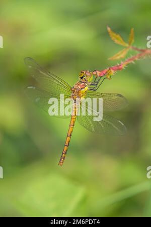 Comune darter 'Sympetrum vulgatum' femmina Foto Stock