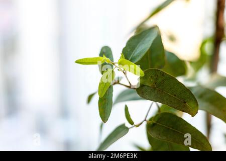 Foglie verdi fresche appaiono sulle piante Foto Stock