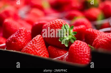 Fragole confezionate in scatola, dolce matura perfetta raccolta di fragole, giardino biologico e agricoltura Foto Stock