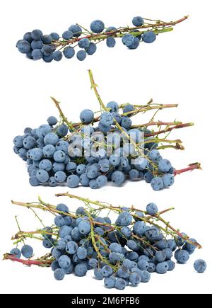 Bacche blu di Mahonia agrifoglio su uno sfondo bianco isolato Foto Stock