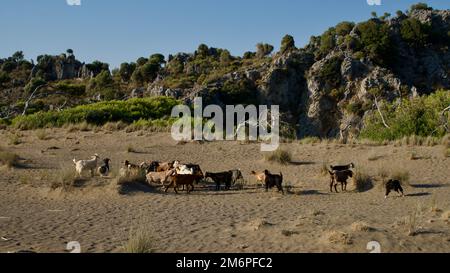 mandria di caprini. Una mandria di capre domestiche che pascolano nelle montagne rocciose. Foto Stock