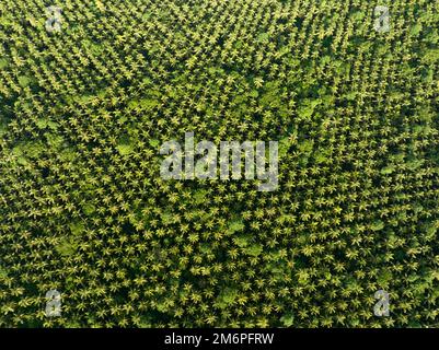 Un'estesa piantagione di palme da cocco si trova nelle Isole Salomone. Questo paese esporta grandi quantità di copra, il nocciolo secco della noce di cocco. Foto Stock
