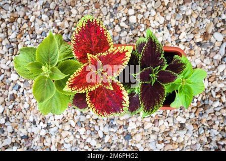 Impianti Coleus in piantatrice, vista dall'alto Foto Stock