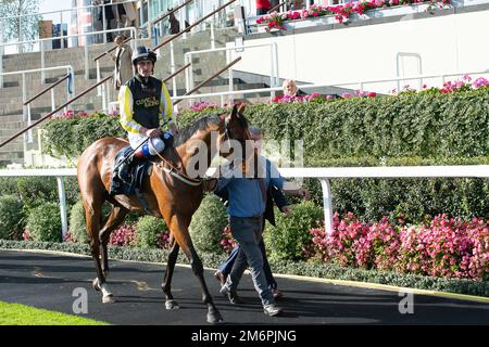 Ascot, Berkshire, Regno Unito. 1st ottobre 2022. Horse River Nymph guidato dal jockey Adam Kirby è arrivato 4th nella Peroni Nastro Azzurro Challenge Cup alle corse Ascot. Credito: Maureen McLean/Alamy Foto Stock