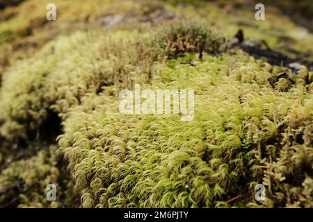 Bel muschio verde nella foresta. Albero coperto di muschio. Il muschio verde cresciuto copre l'albero sul pavimento nella macro Forest.Moss sparato e primo piano. Foto Stock