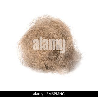 Un ciuffo di capelli grigi del gatto su uno sfondo bianco isolato Foto Stock