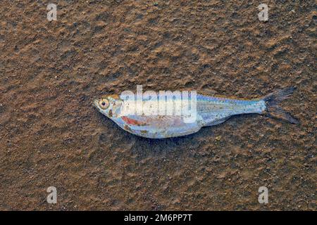 Pesci morti del fiume sulla riva sullo sfondo della vista dalla cima di sabbia. Pesci morti su sabbia bagnata su una spiaggia. Foto Stock