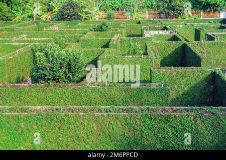 Arrampicata fico o strisciante (Ficus pumila) le piante di edera si insinuano su pareti in cemento in giardino. La pumila è edera piantata sul muro per creare naturale Foto Stock