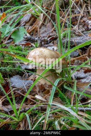 Estate cep fungo (Boletus reticulatus) che cresce nel bosco. Primo piano. Messa a fuoco selettiva. Foto Stock