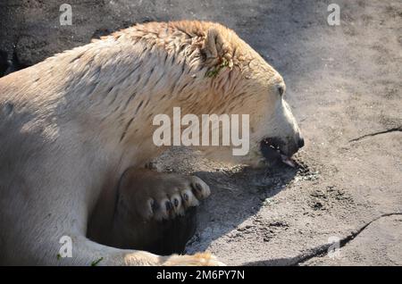 Orso polare mangiare un pesce da una roccia Foto Stock