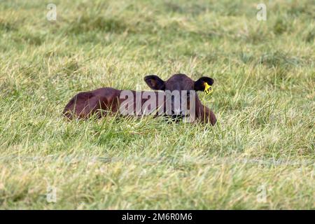 Un piccolo vitello giacente su un pascolo Foto Stock