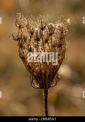 Semi di pizzo della regina Anna (Daucus). Nido di uccello o pizzo di vescovo in autunno. Foto Stock