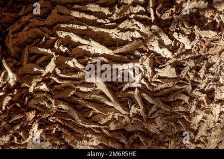 Antico tronco di quercia (Quercus). Albero corteccia primo piano. Dettaglio. Foto Stock