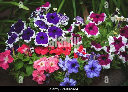Petunias da giardino, petunia ibrida viola rosso blu fiori bianchi in cortile fiorito Foto Stock