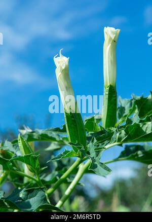Allucinogeno pianta Tromba del diavolo (Datura stramonio). Fiore bianco di Jimsonweed ( Jimson weed ), mela di Thorn o lumino del Diavolo Foto Stock