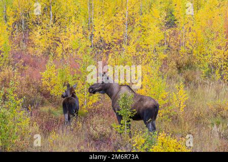 Alci nella stagione autunnale Foto Stock