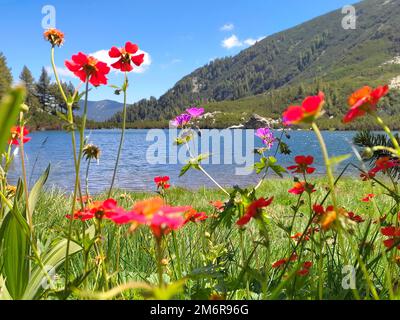 Lago Karkamski, Bulgaria, Pirin montagne, fiori Foto Stock