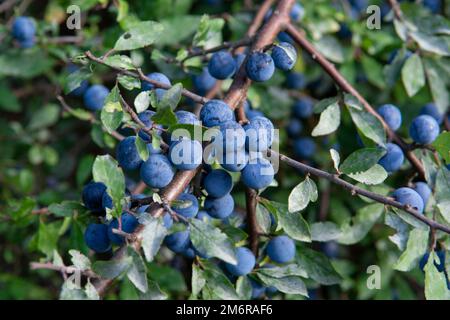 Prunus spinosa bacche in estate. Frutti di biancospino o di Sloe bluastro che crescono sull'albero. Foto Stock