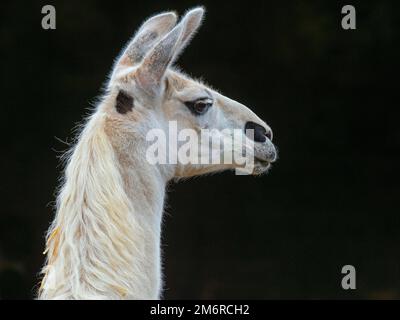 Ritratto di lama domestico lama lama glama Foto Stock