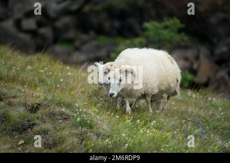 Pecore islandesi che vagano sulle colline in Islanda Foto Stock