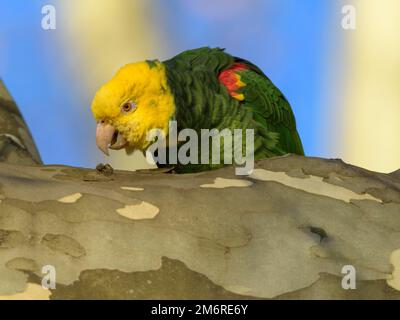 Amazzonia a testa gialla (Amazona oratrix belizensis), foraggio su albero aereo, cielo blu, Stoccarda, Baden-Wuerttemberg, Germania Foto Stock