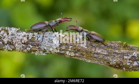 Coleottero (Lucanus cervicus), due maschi in posizione combattente su un ramo coperto di muschio e lichene, Albo Svevo, Baden-Wuerttemberg, Germania Foto Stock