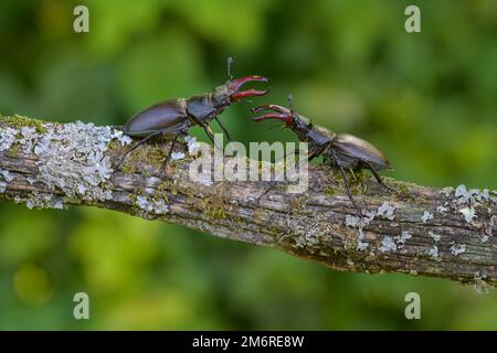 Coleottero (Lucanus cervicus), due maschi in posizione combattente su un ramo coperto di muschio e lichene, Albo Svevo, Baden-Wuerttemberg, Germania Foto Stock