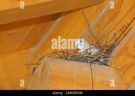 Colato Euresiano dove (Streptopelia decaocto) nel nido sulla trave di una casa di legno, Baviera, Germania Foto Stock