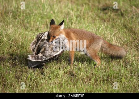 Volpe rossa (Vulpes vulpes) giovane volpe indipendente su prato in falda con gufo morto (Strix aluco) Allgaeu, Baviera, Germania Foto Stock