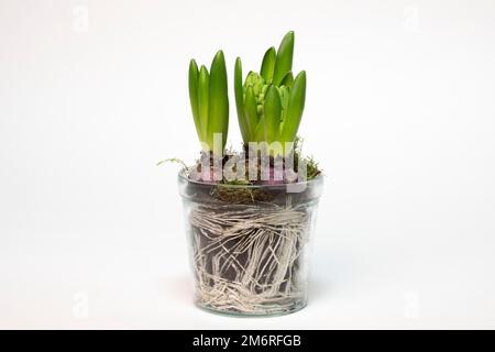 Giacinto da giardino (Hyacinthus orientalis hybride) in vaso di vetro, tuberi, radici, fotografia in studio Foto Stock