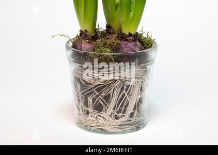 Giacinto da giardino (Hyacinthus orientalis hybride) in vaso di vetro, tuberi, radici, fotografia in studio, dettaglio Foto Stock