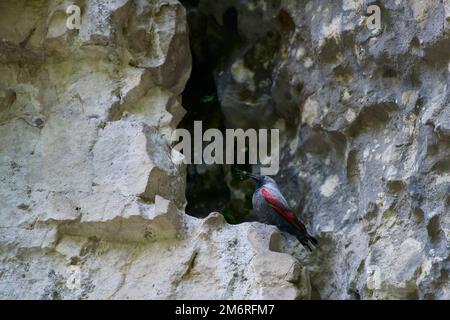 Wallcreeper (Tichodroma muraria) riposano sulla scogliera in habitat naturale. Foto Stock