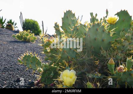 Opuntia ficus-indica con Prickly retroilluminate Foto Stock