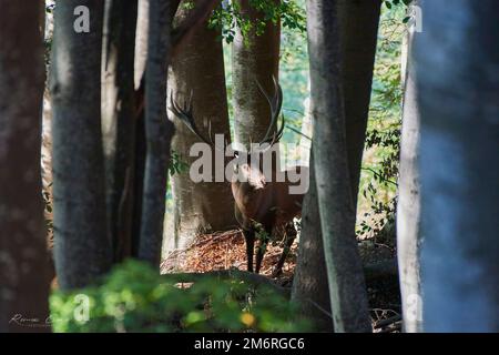 Cervo rosso nella stagione autunnale Foto Stock