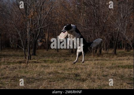 Collie di confine cattura un frisbee in una passeggiata nel parco autunnale. Foto Stock