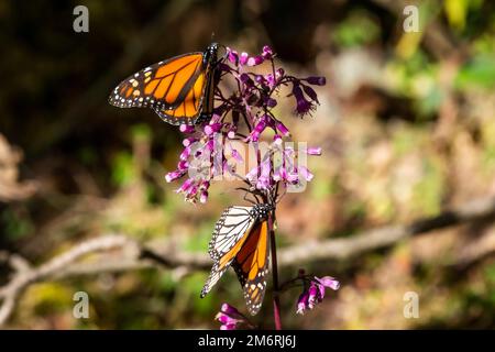 Primo piano da una farfalla monarca (Danaus plexippus), sito patrimonio dell'umanità dell'UNESCO, Monarch Butterfly, Biosphere Reserve, El Rosario, Michoacan, Messico Foto Stock