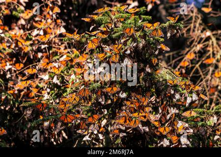 Milioni di farfalle che coprono alberi nel sito dell'UNESCO Monarch Butterfly Biosphere Reserve, El Rosario, Michoacan, Messico Foto Stock