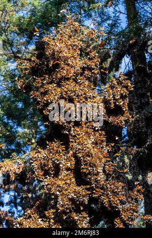 Milioni di farfalle che coprono alberi nel sito dell'UNESCO Monarch Butterfly Biosphere Reserve, El Rosario, Michoacan, Messico Foto Stock