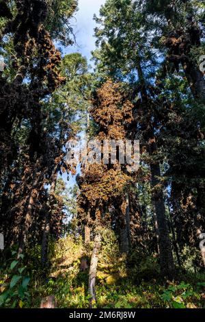 Milioni di farfalle che coprono alberi nel sito dell'UNESCO Monarch Butterfly Biosphere Reserve, El Rosario, Michoacan, Messico Foto Stock