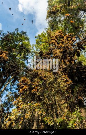 Milioni di farfalle che coprono alberi nel sito dell'UNESCO Monarch Butterfly Biosphere Reserve, El Rosario, Michoacan, Messico Foto Stock