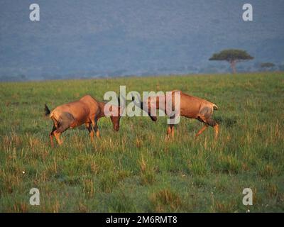 Due topi maschi (Damaliscus lunatus jimela) che combattono con corna per la supremazia della mandria sulle pianure di Masai Mara conservazioni, Kenya, Africa Foto Stock