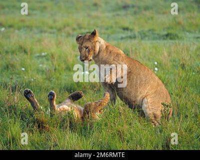 Due cuccioli di leone cresciuti (Panthera leo) giocano-combattendo come parte del processo di crescita nella ghirlanda di Masai Mara conservazioni Kenya, Africa Foto Stock