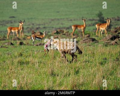 Hyena macchiato (crocuta crocuta) che corre passato guardando antilopi con sanguinoso Thomson's Gazelle vitello in bocca Masai Mara conservanze, Kenya, Africa Foto Stock