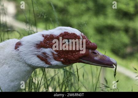 Oca in un parco Mollo in catalunya spagna Foto Stock