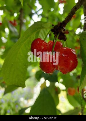 Ramo di ciliegio. Bacche rosse mature sul ciliegio. . Foto di alta qualità Foto Stock